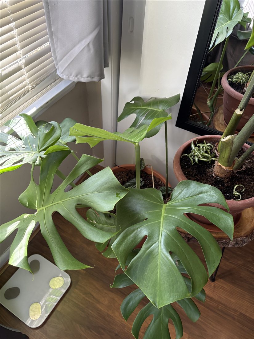 Lush split leaves of a monstera basking in the sun at home