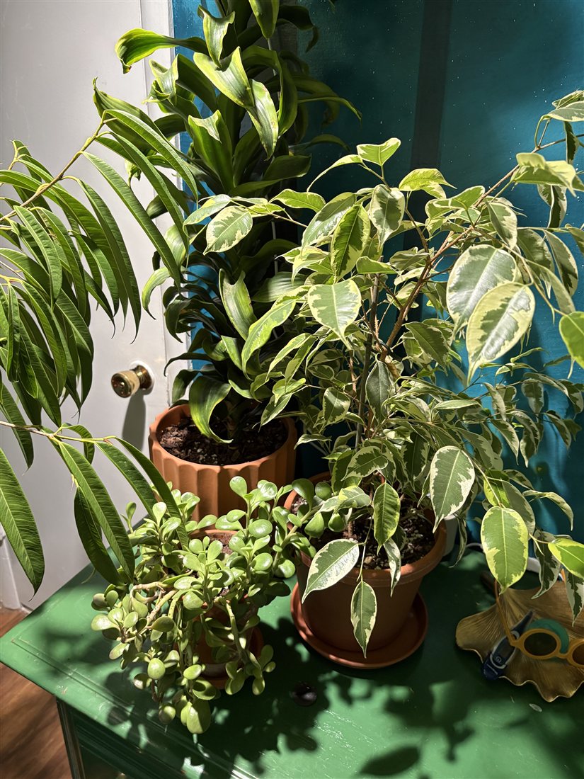 A sunlit corner filled with leafy houseplants in terracotta pots